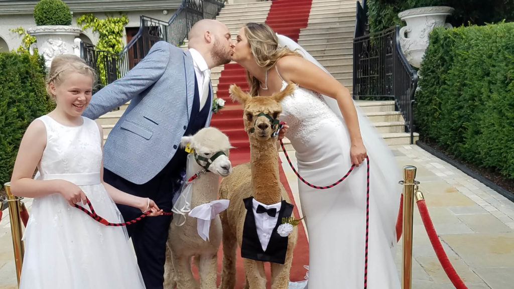 K2 Alpacas Wedding