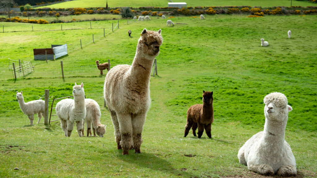 K2 Alpacas