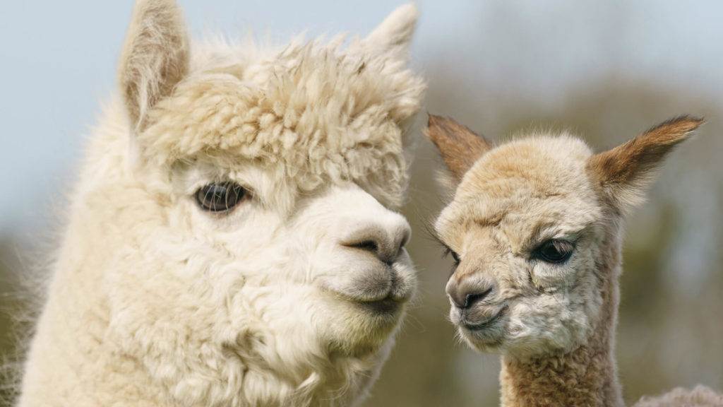 K2 Alpacas